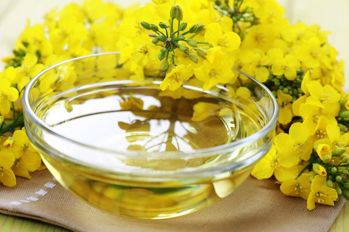 پرداخت مابه‌التفاوت خرید تضمینی کلزا به کلزاکاران