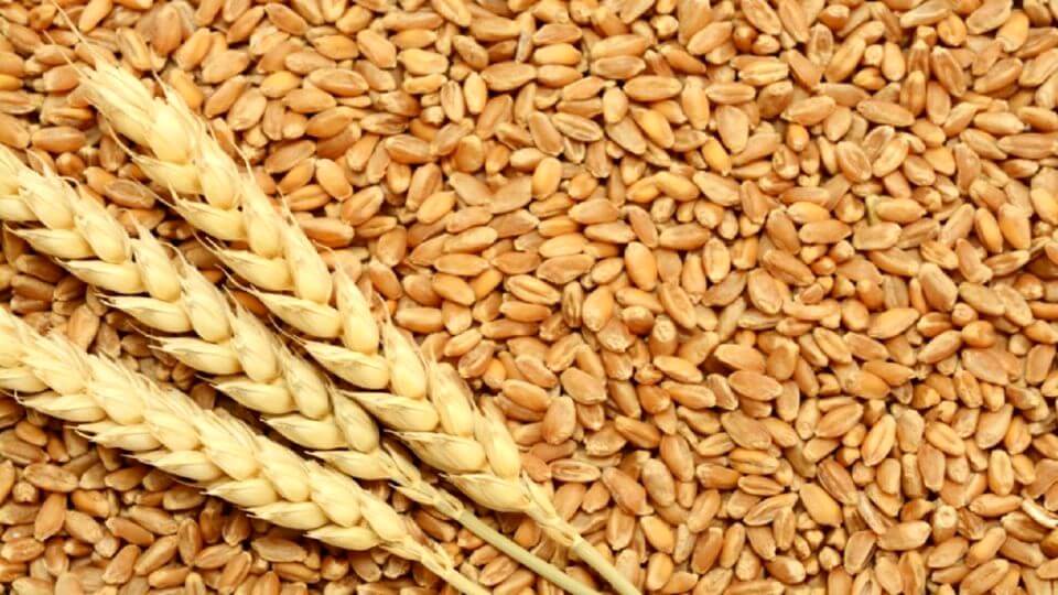 سنگ اندازی برخی برای رسیدن به خودکفایی گندم