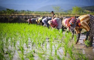 هزار هکتار از شالیزارهای مازندران آماده برداشت شد